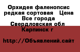 Орхидея фаленопсис редкая сортовая › Цена ­ 800 - Все города  »    . Свердловская обл.,Карпинск г.